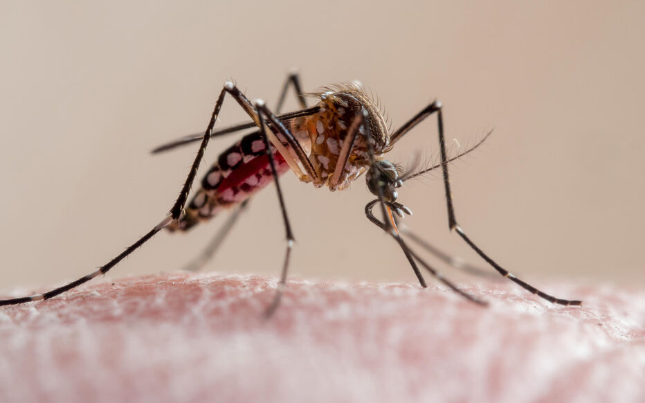 Dengue : Comprendre, Prévenir et Traiter cette Maladie Infectieuse